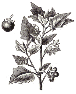 solanum dulcamara