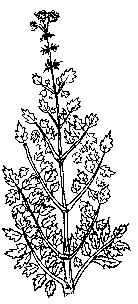 Planta de valeriana