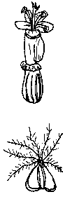 Valeriana flor y fruto