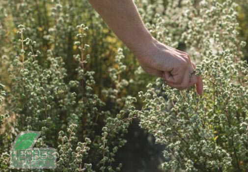 mejorana campo cultivo origanum