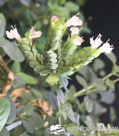mejorana origanum hortensis inflorescencia flor
