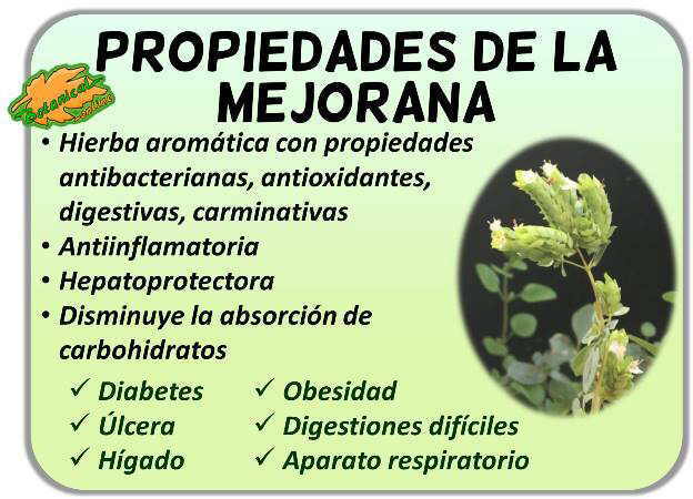 propiedades medicinales planta mejorana origanum majorana