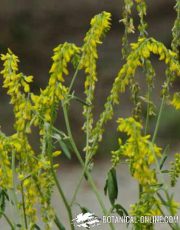 meliloto de flor amarilla jardin