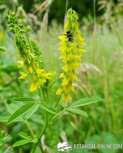 meliloto de flor amarilla