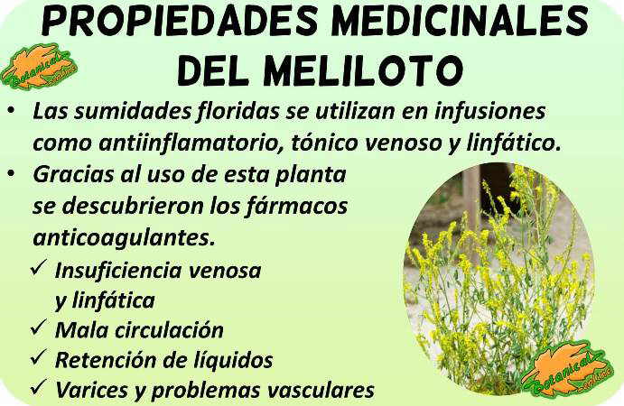 meliloto propiedades medicinales beneficios