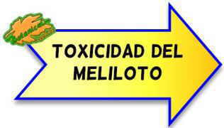 toxicidad del meliloto