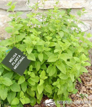 melisa officinalis cultivo