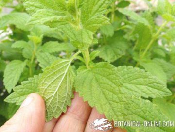 hojas melisa officinalis