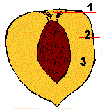 melocoton