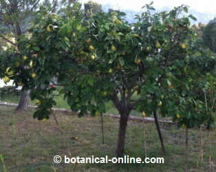 arbol membrillo