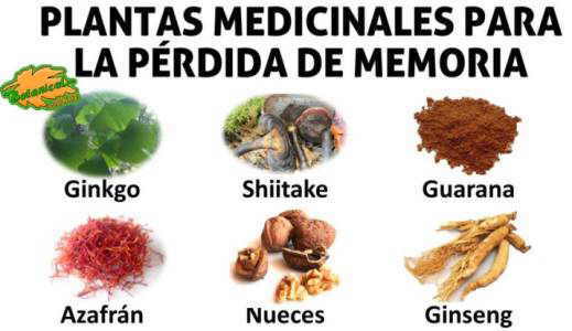 Remedios para mejorar la memoria con plantas alimentos y remedios