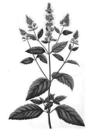 Mentha piperita