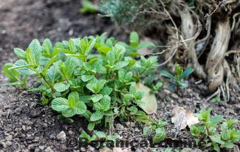 cultivo planta de menta en un huerto