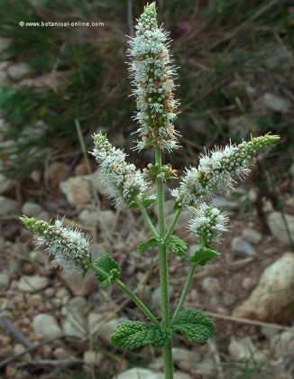 mentha rotundifolia. Aspecto de la planta