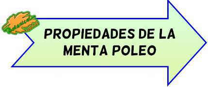 propiedades menta poleo