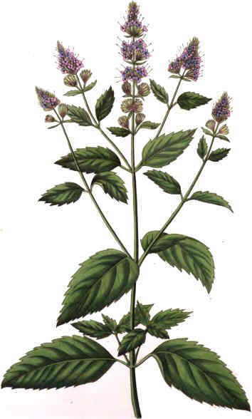 MENTHA PIPERITA