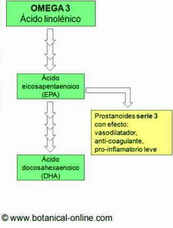 metabolismo de las grasas omega