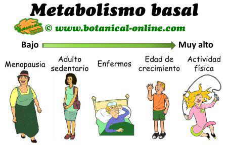 Tipos de metabolismo y necesidades de metabolismo basal