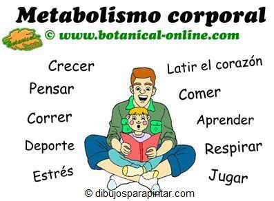 metabolismo corporal