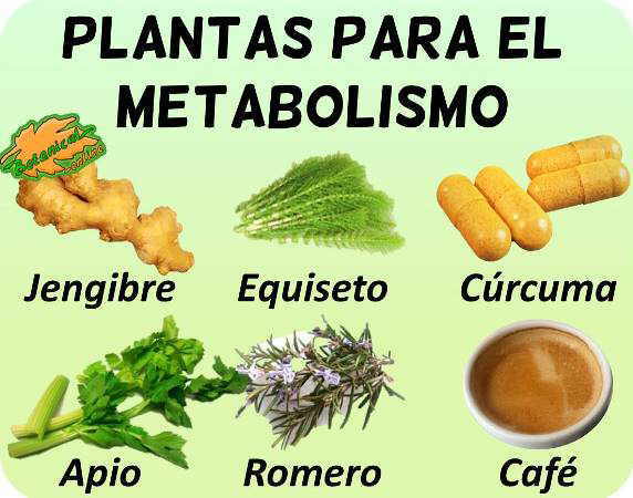 plantas medicinales acelerar metabolismo