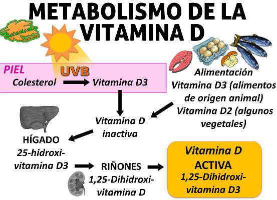 esquema metabolismo vitamina d, sintesis en la piel y activacion en el higado riñones