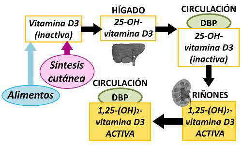 metabolismo vitamina d sintesis