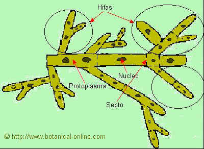 Estructura miceliar de los hongos