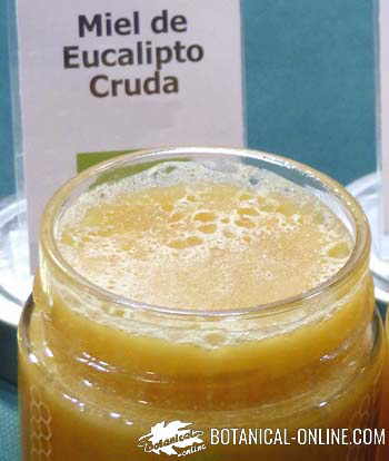 miel cruda de eucalipto