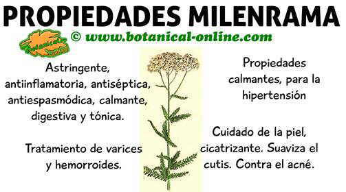 propiedades de la milenrama, planta medicinal