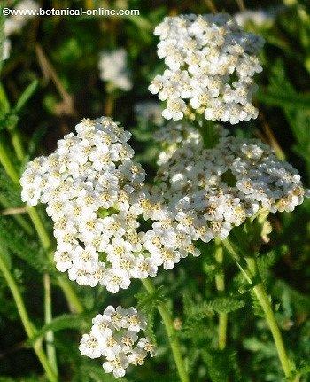 Flores de milenrama