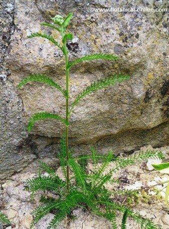 Planta de milenrama