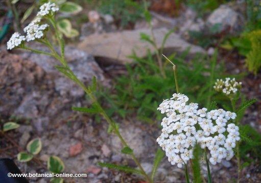 Flores de milenrama