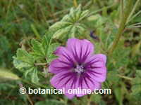 Malva para la celulitis