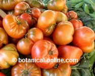 tomates responsables de urticaria