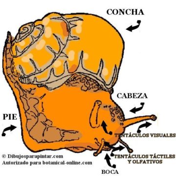 Caracol, anatomía externa