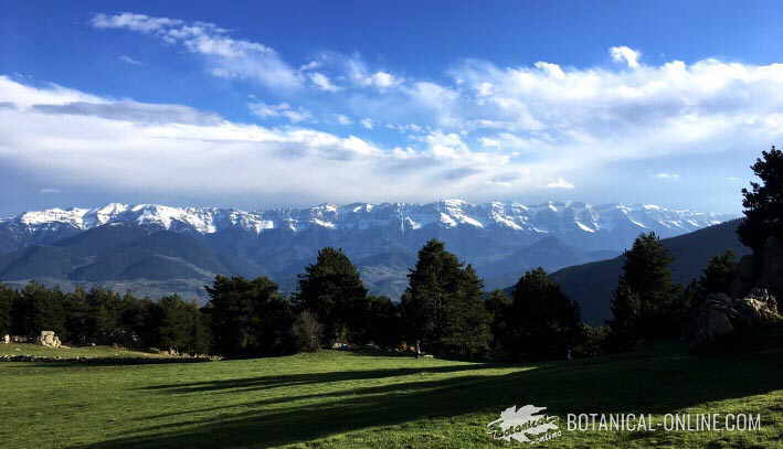 serralada del cadi prat moixero lles de cerdanya