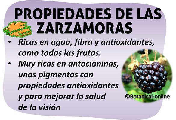 propiedades medicinales alimentarias de las moras o zarzamoras