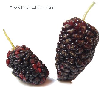 moras