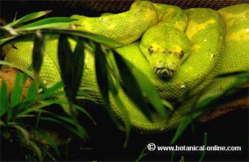 Morelia viridis 