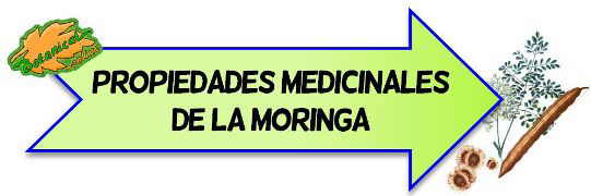 propiedades medicinales de la moringa