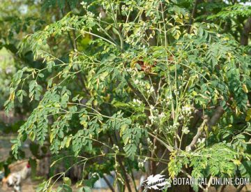 arbol moringa flor