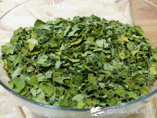 hojas moringa