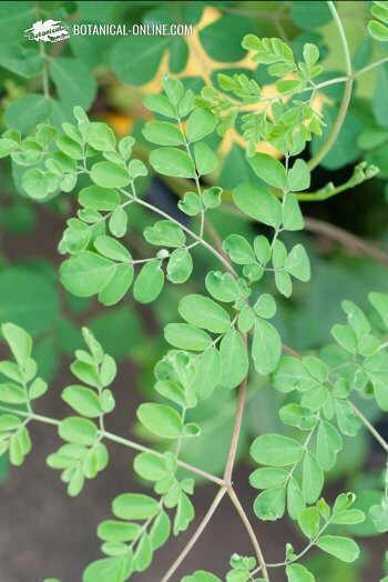 hojas moringa