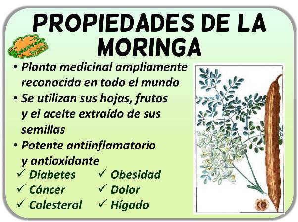 Propiedades medicinales de la moringa oleifera y sus beneficios