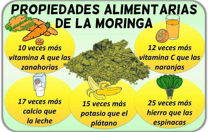 propiedades alimenticias moringa vitaminas minerales powder hojas