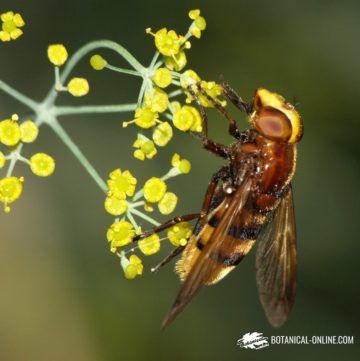 volucella zonaria