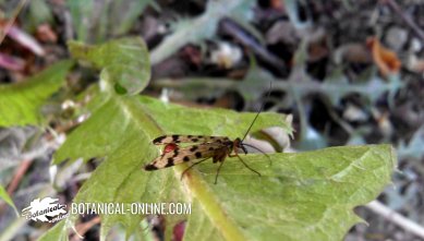 Mosca escorpión