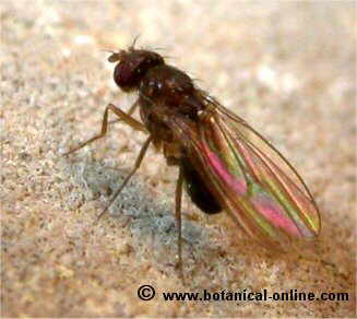 drosophila