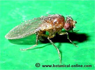 Mosca drosófila