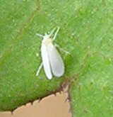 Mosca blanca